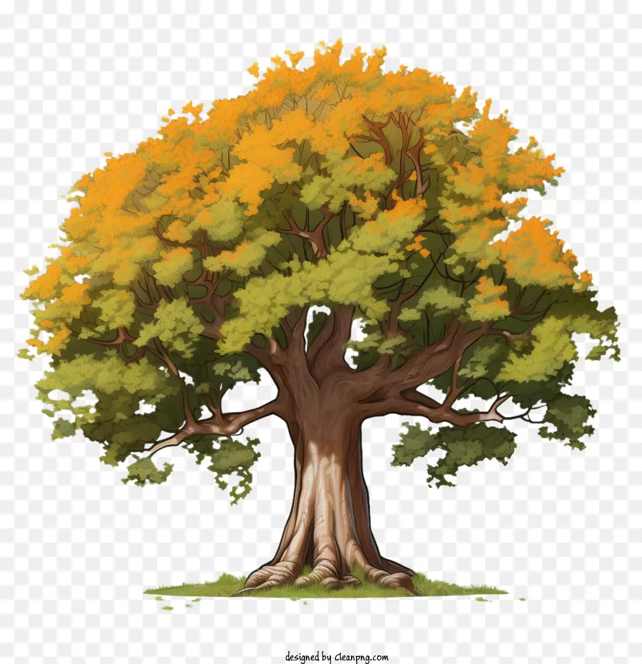 árvore De Bordo，árvore PNG