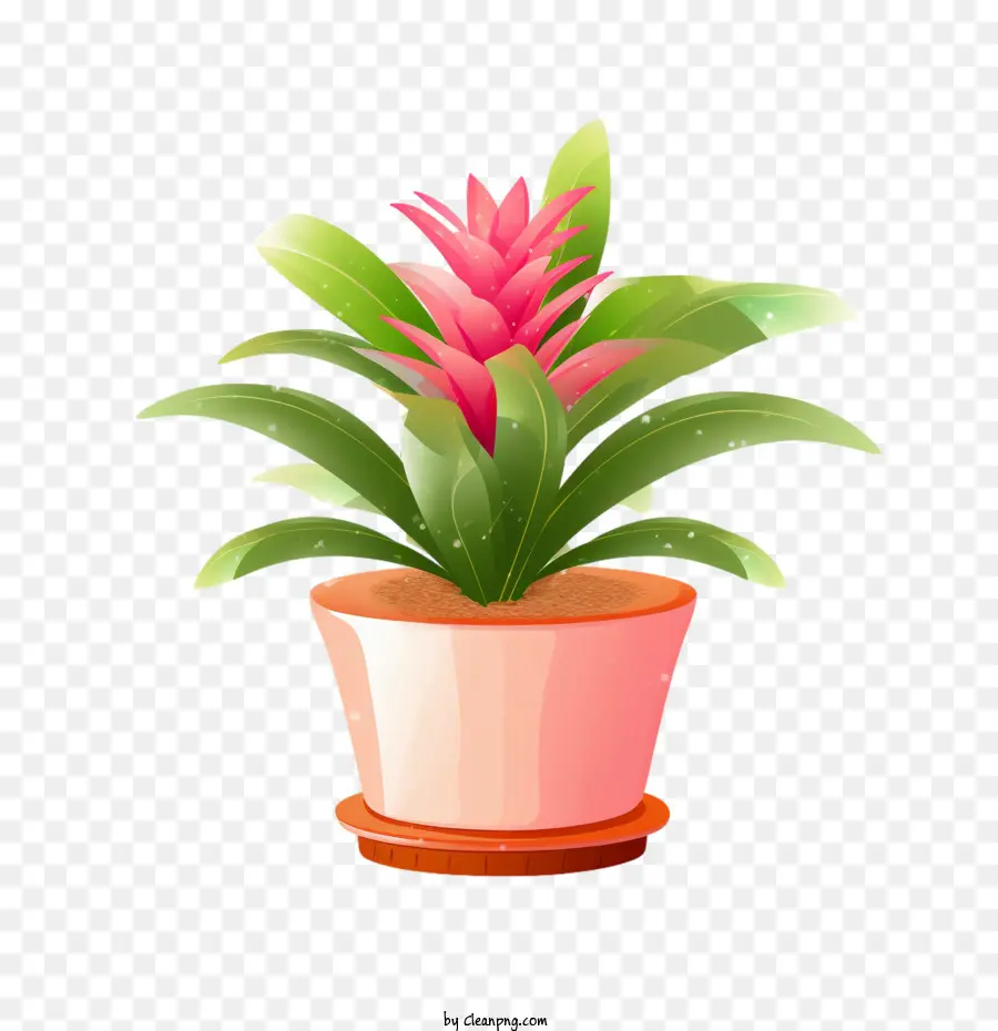 Bromélias，Planta De Vaso PNG