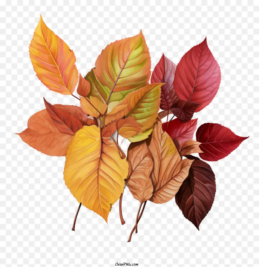 Autumn Leaves，Folhagem De Outono PNG