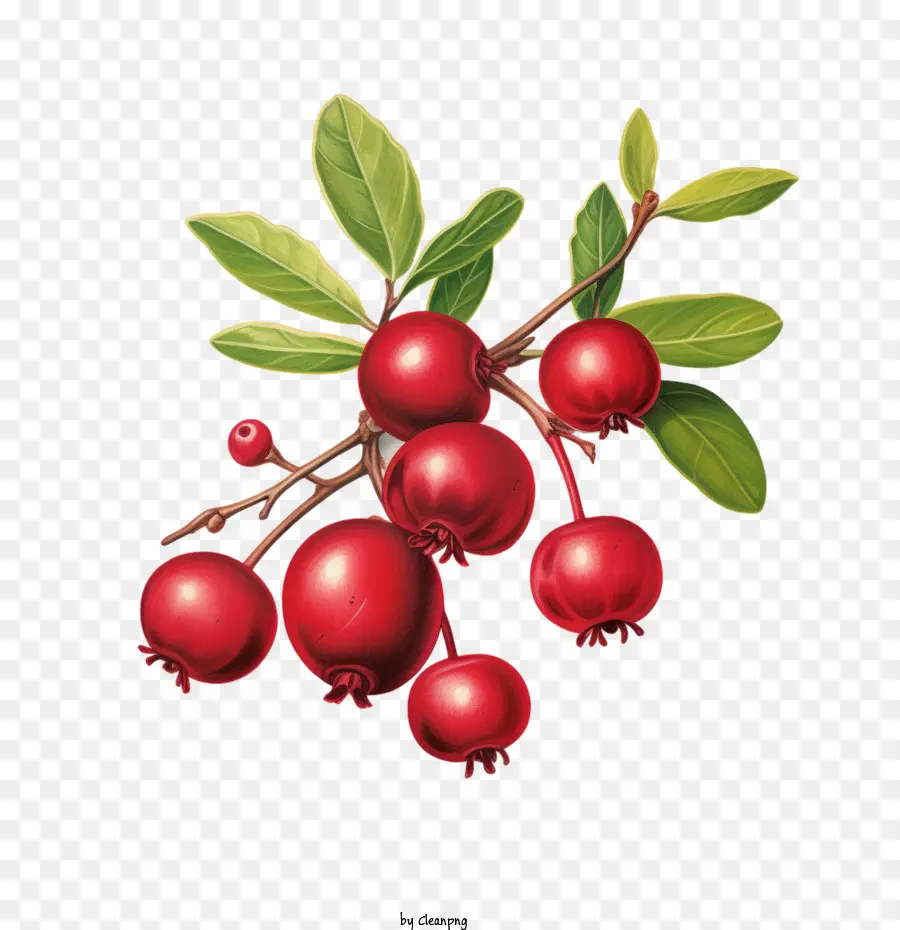 Cranberry，Ripe PNG