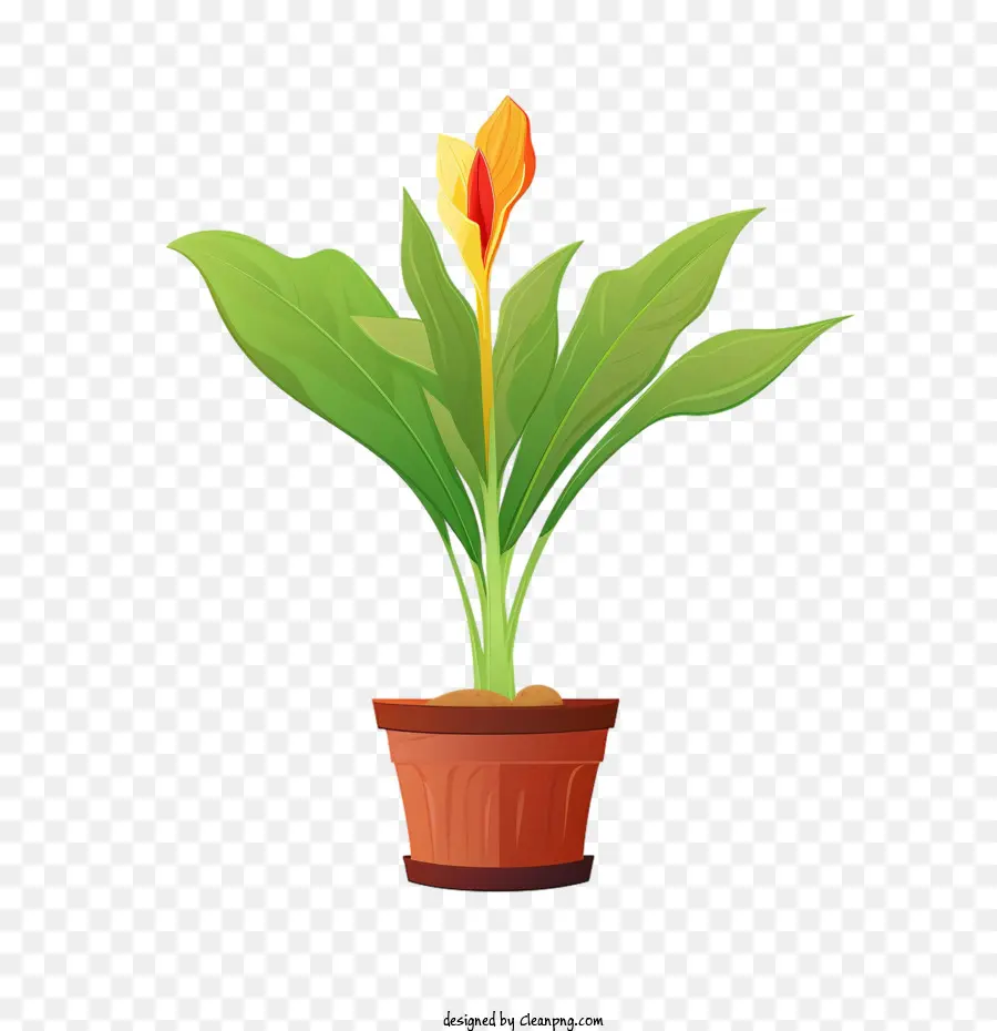 Planta De Canna Lily，Planta De Vaso PNG
