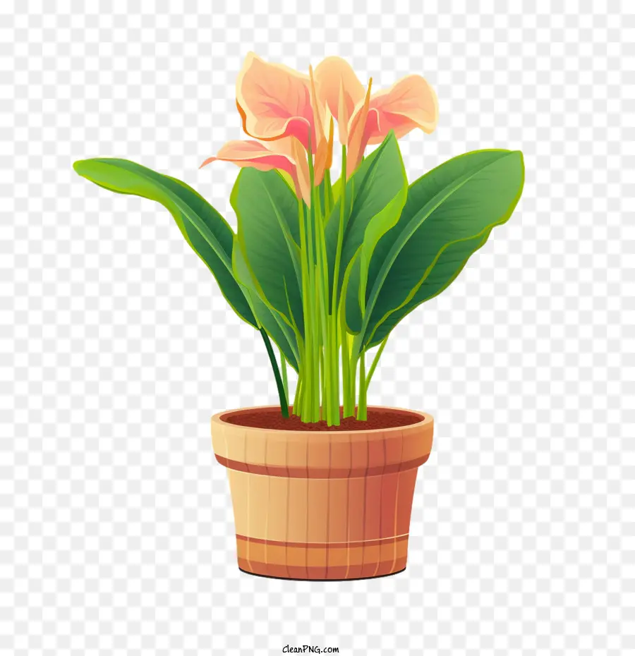 Planta De Canna Lily，Planta De Vaso PNG