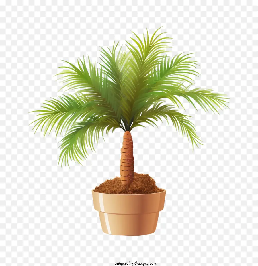 Palmeira，Planta Em Vaso PNG