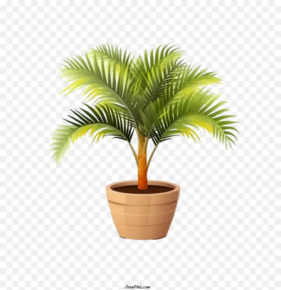 Palmeira，Planta Em Vaso PNG