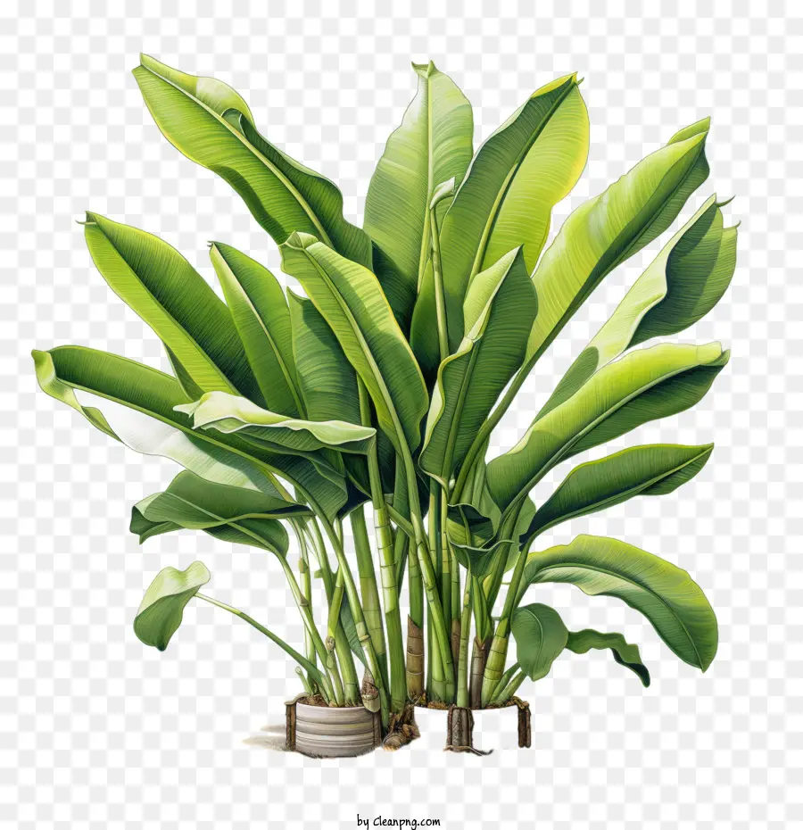 Bananeira，Folhas Verdes PNG