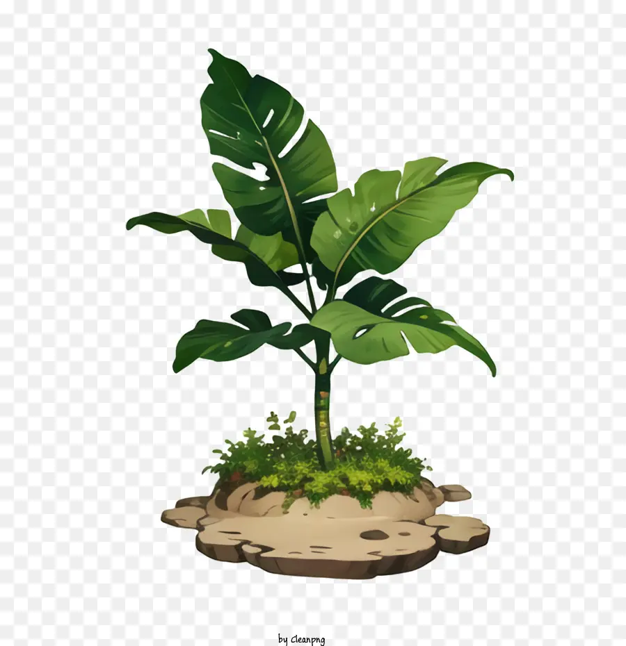 Bananeira，Planta Tropical PNG