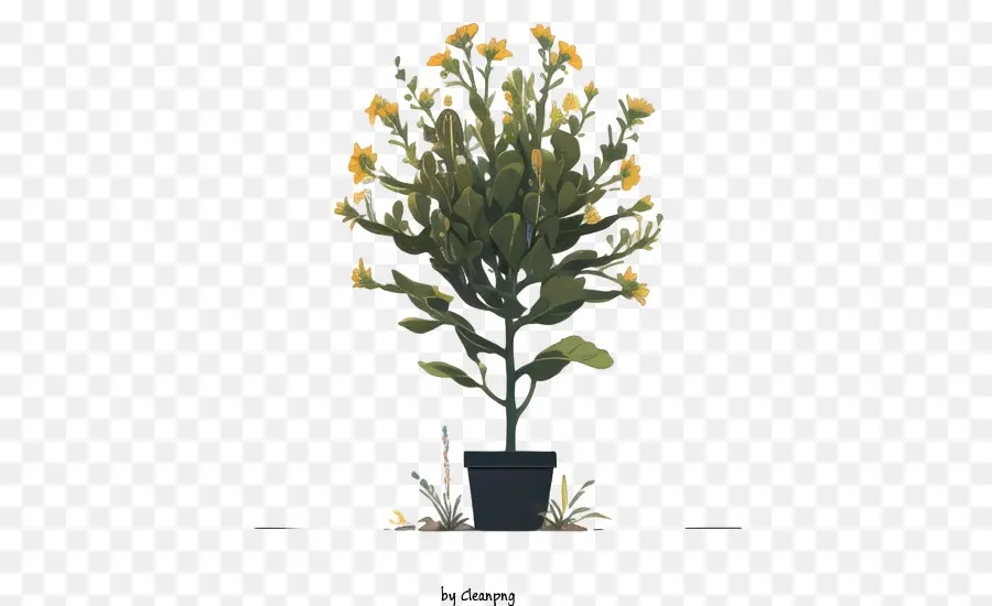 Planta，Amarelo PNG