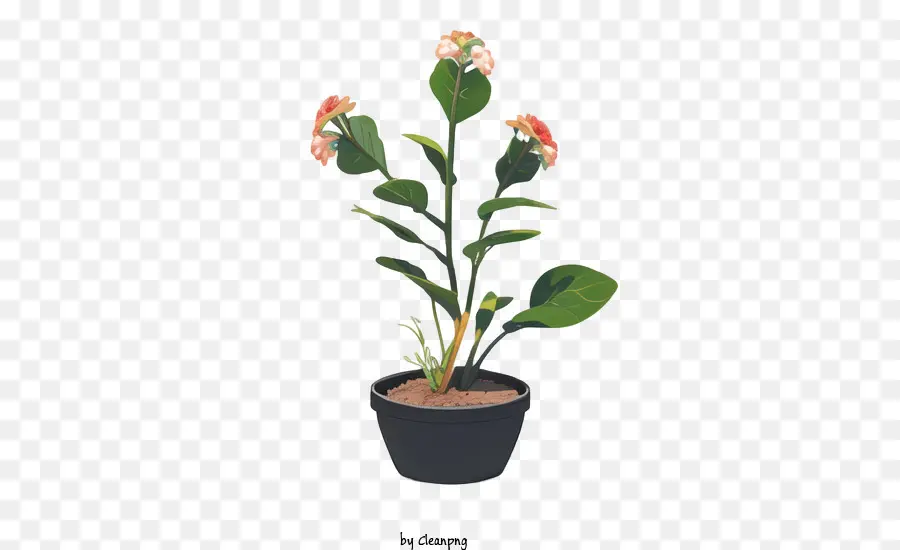 Plantar，Planta Em Vaso PNG