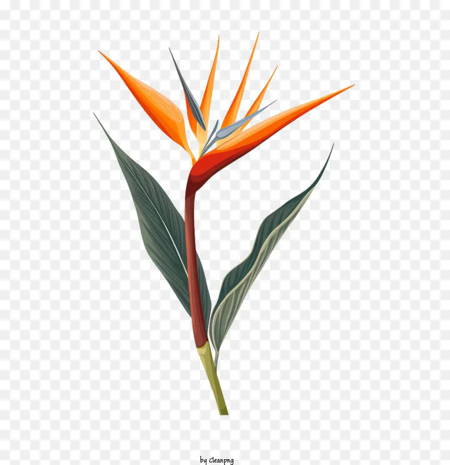 Birdofparadise Flower，Flor Ave Do Paraíso PNG