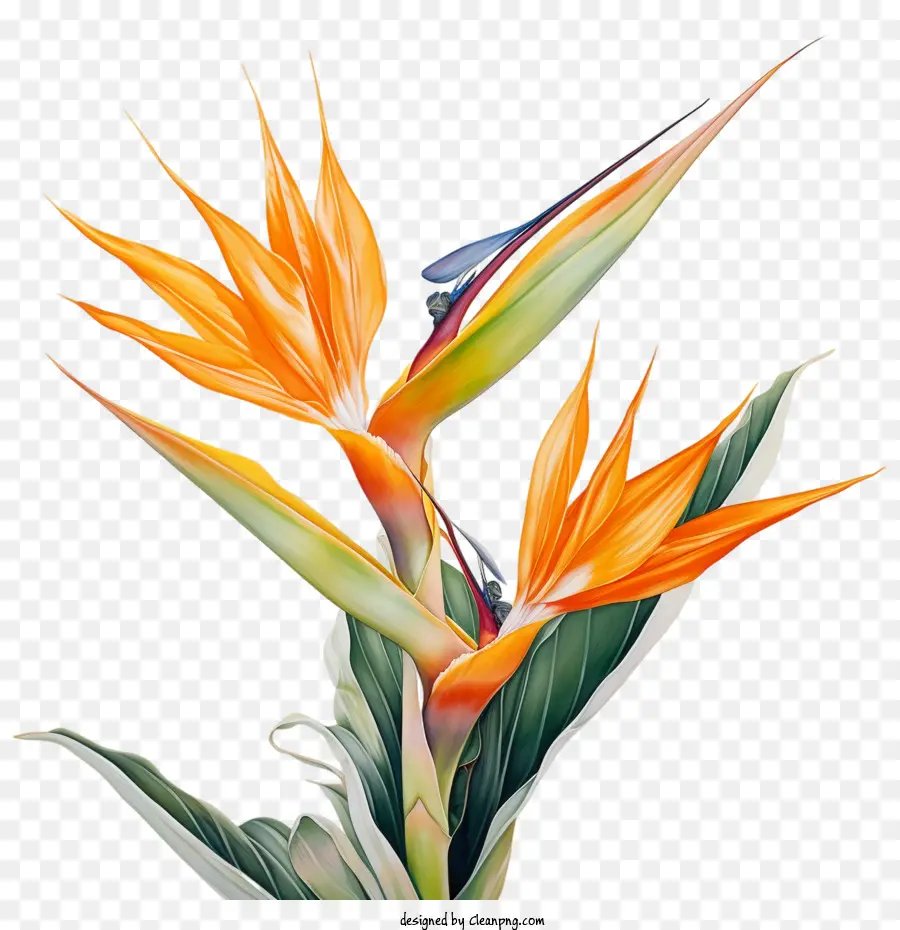 Birdofparadise Flower，Tropical PNG
