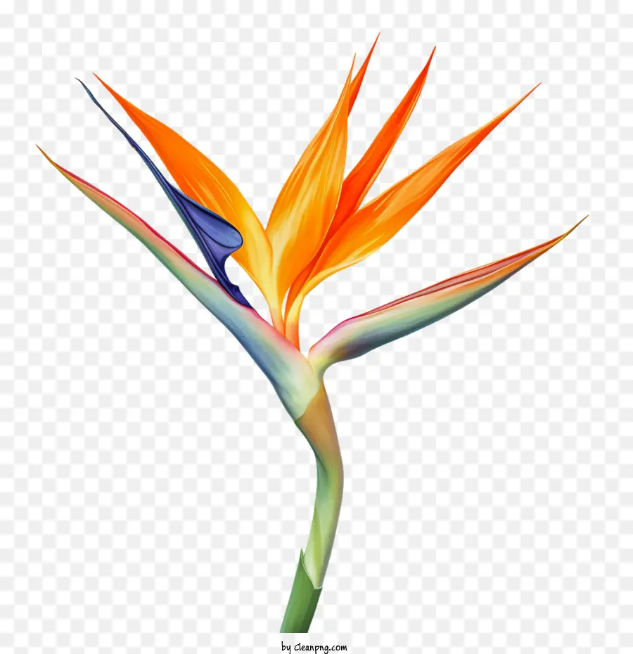Birdofparadise Flower，Ave Do Paraíso PNG