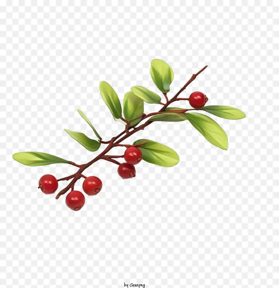 Cranberries Twig，Holly Folhas PNG