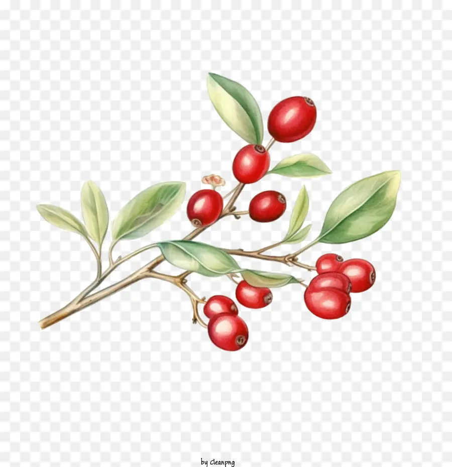 Cranberries Twig，Frutos Vermelhos PNG