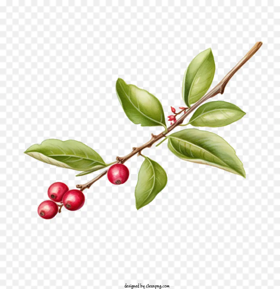 Cranberries Twig，Bagas PNG