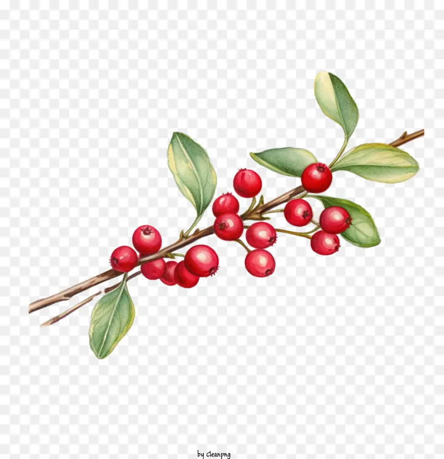 Cranberries Twig，Indisciplinado PNG