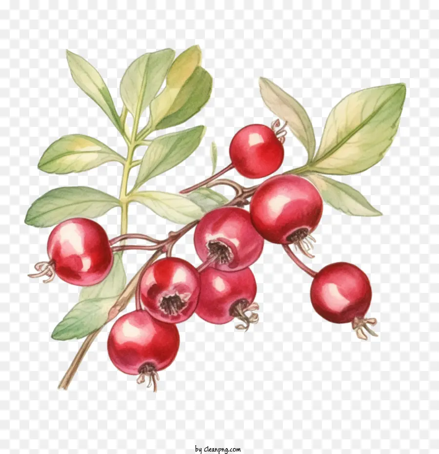 Cranberries，Bagas Vermelhas PNG