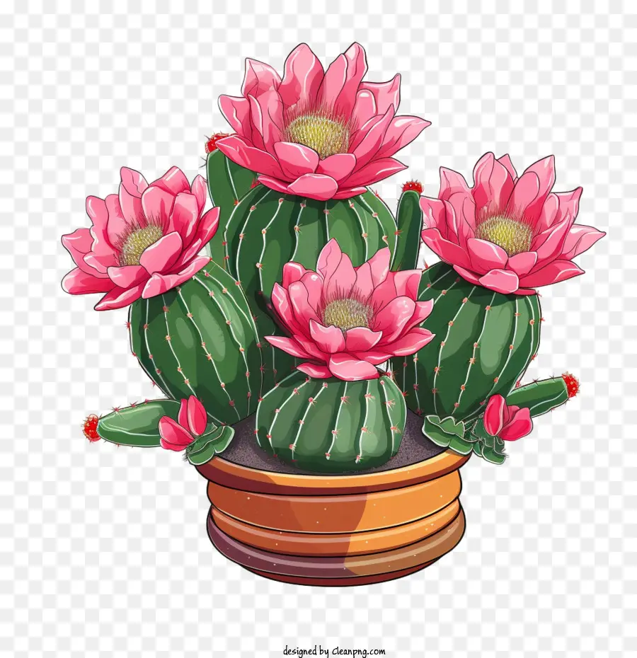Cactus，Vasos De PNG