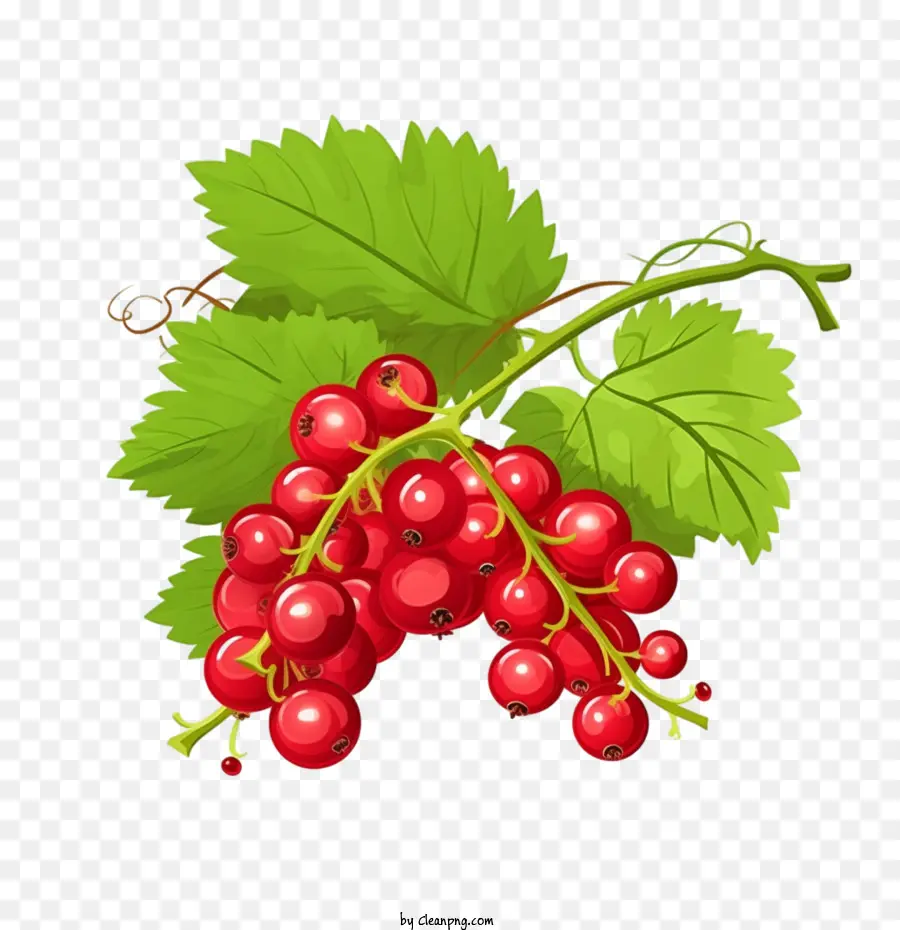 Frutos Silvestres，Cranberries PNG