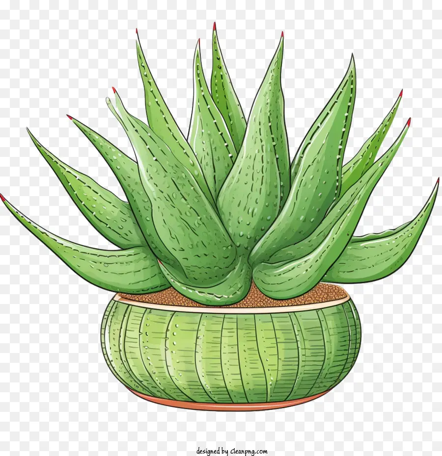 Aloe Vera，Planta Aloe Vera PNG