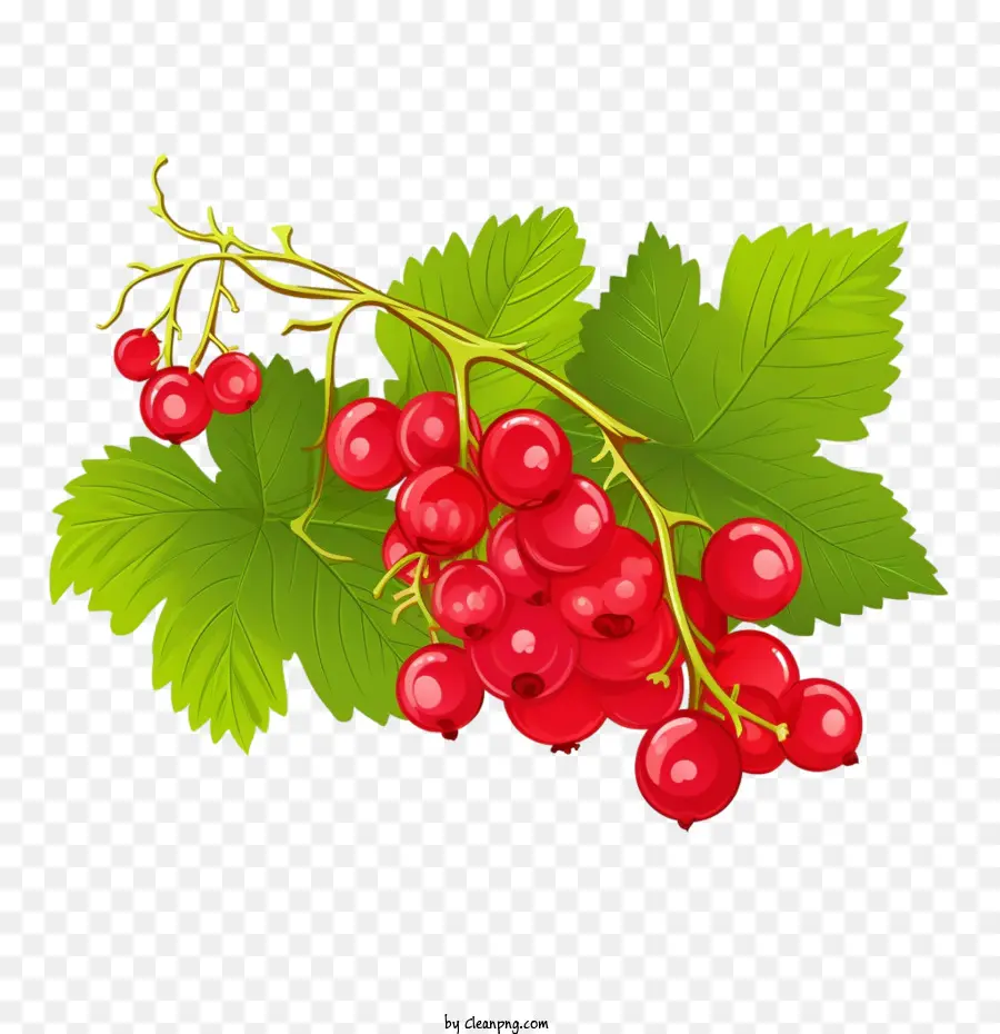 Frutos Silvestres，Cranberries PNG