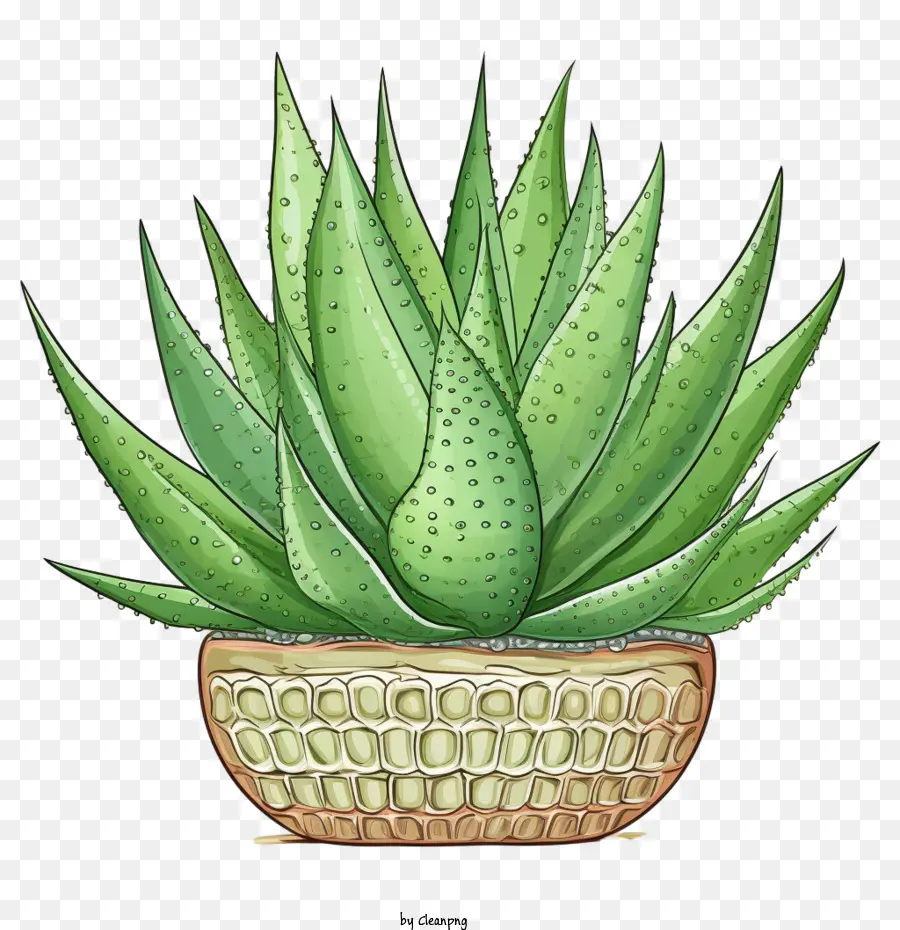 Aloe Vera，Suculenta Verde PNG