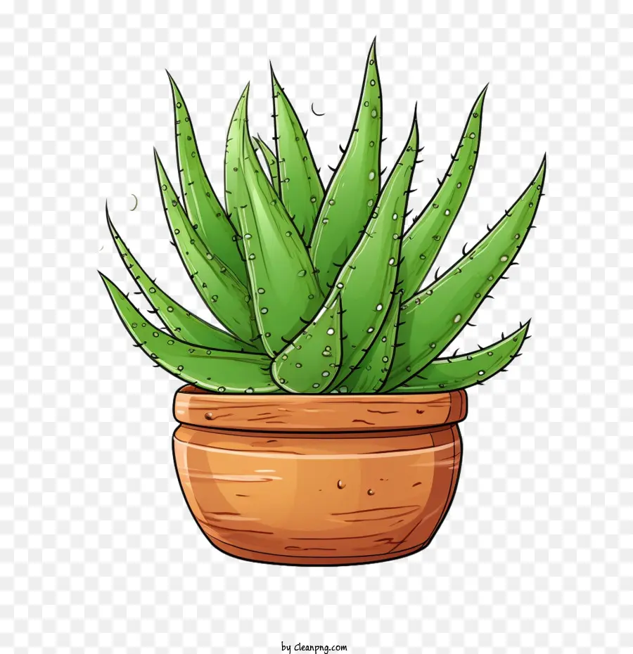 Aloe Vera，Aloe Vera Verde PNG