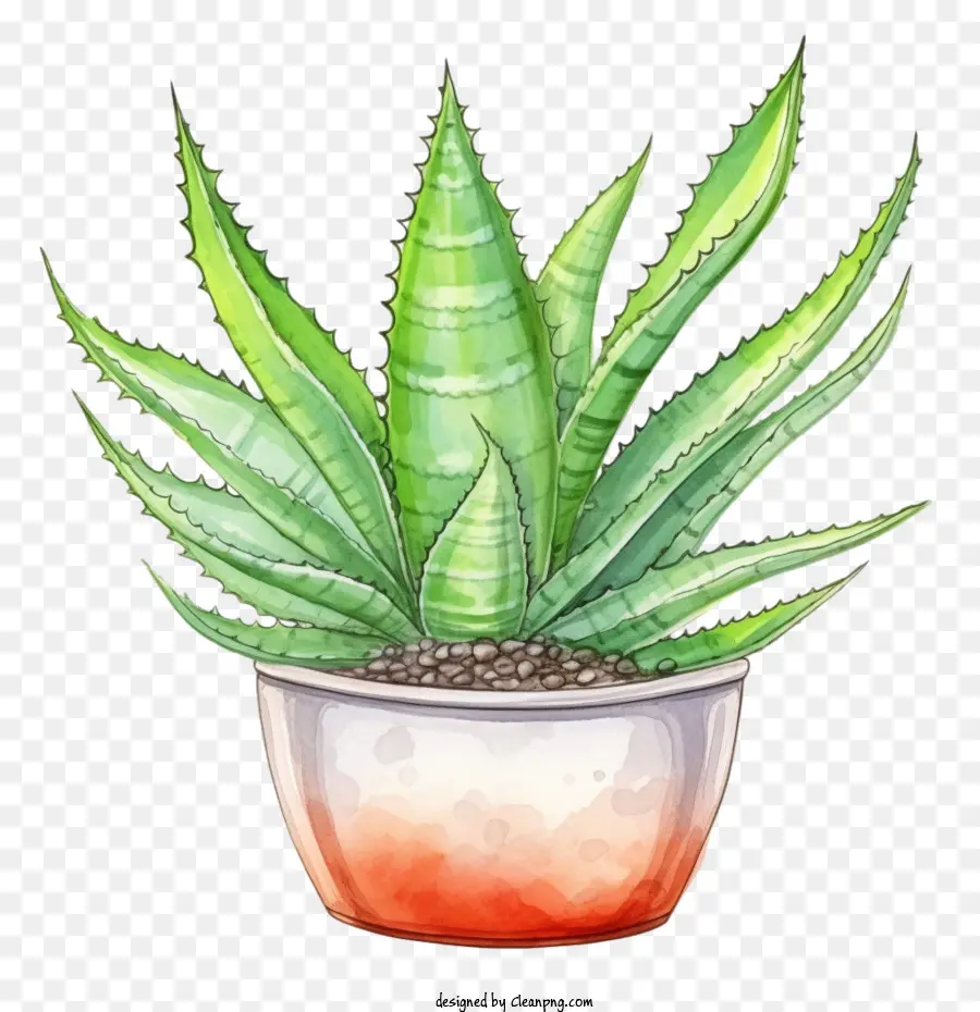 Aloe Vera，Suculenta Verde PNG