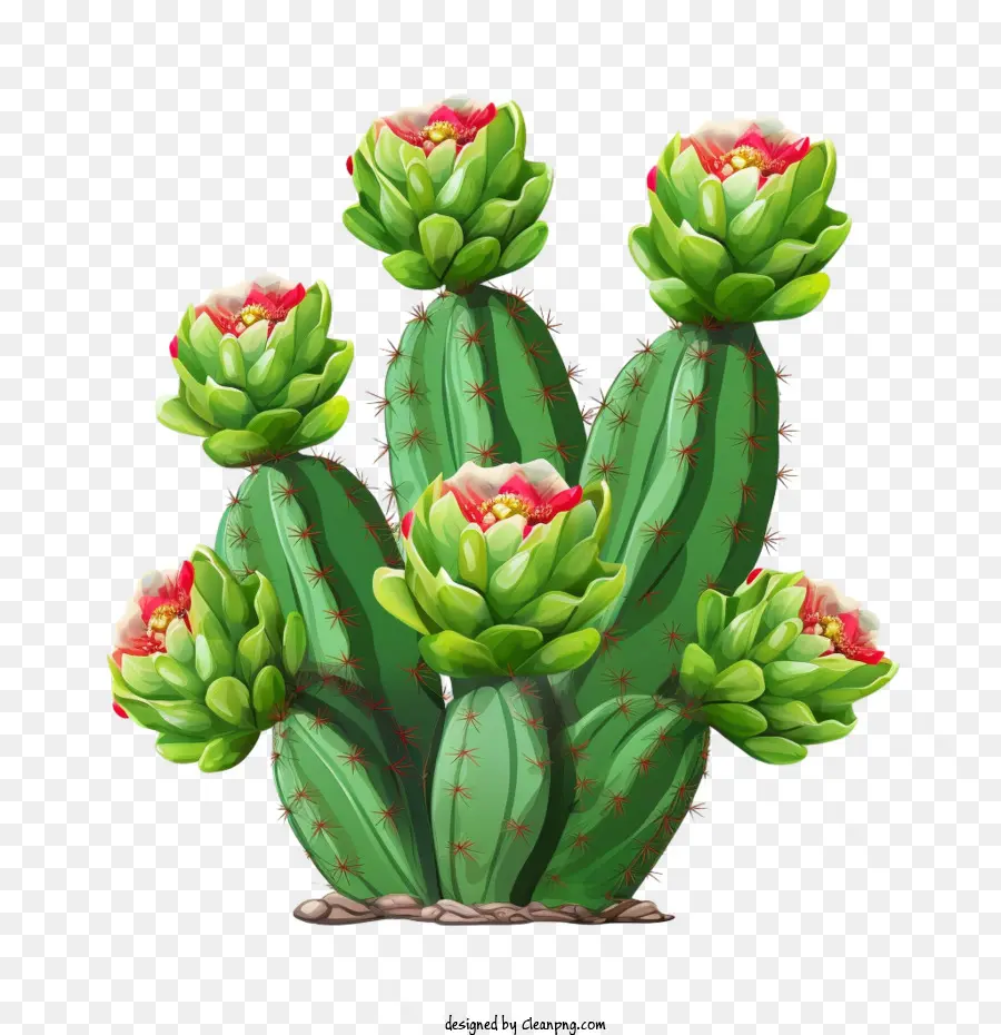Cactus，Pera Espinhosa PNG