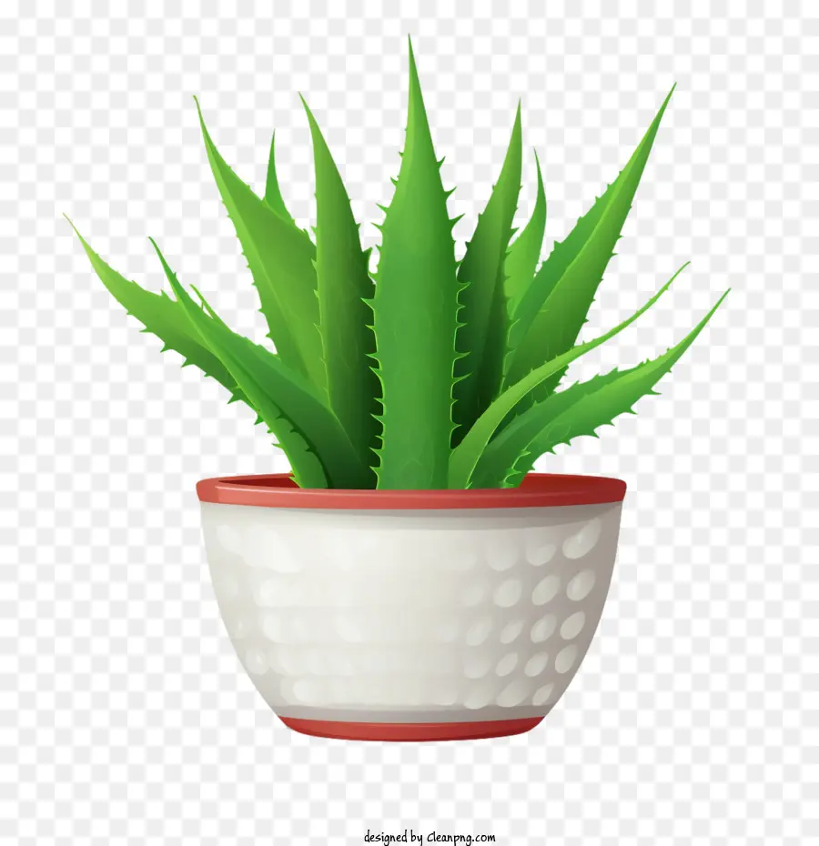 Aloe Vera，Aloe Vera Verde PNG