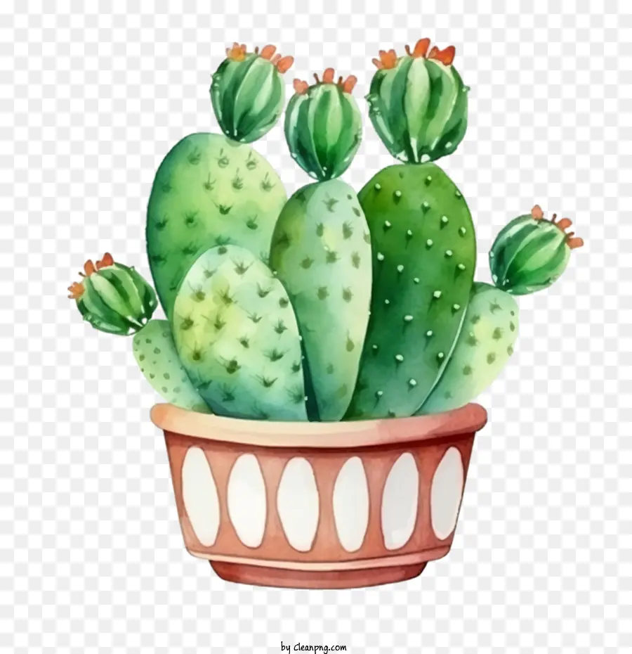 Cactus，Suculenta PNG