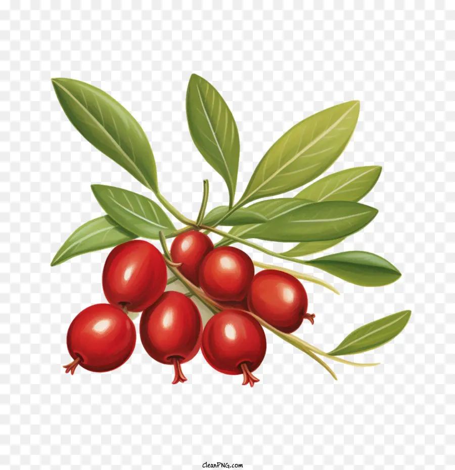 Cranberries Vermelhas，Bagas Vermelhas PNG