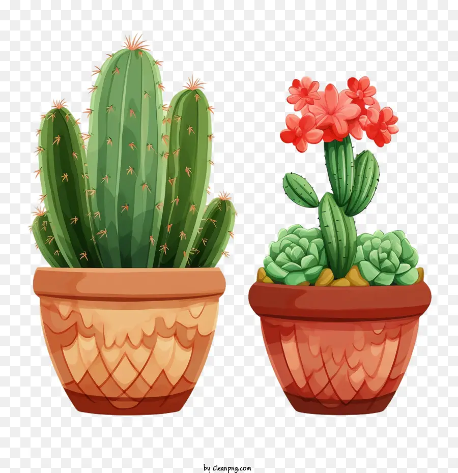 Cactus，Suculentas PNG