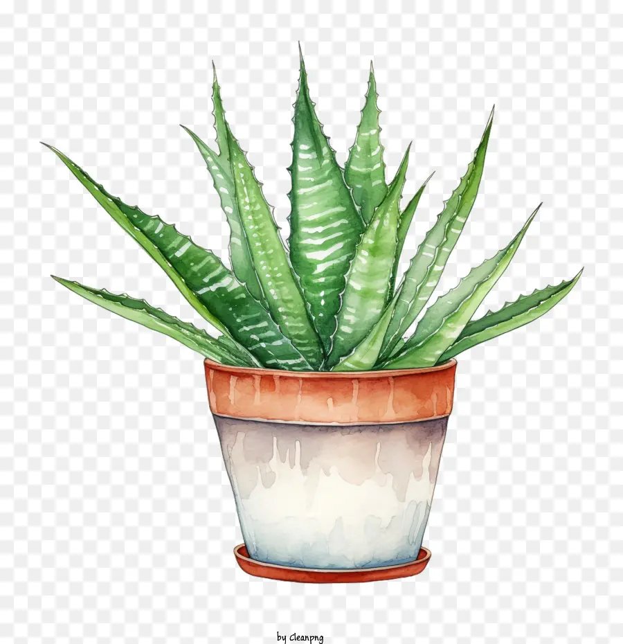 Aloe Vera，Planta PNG