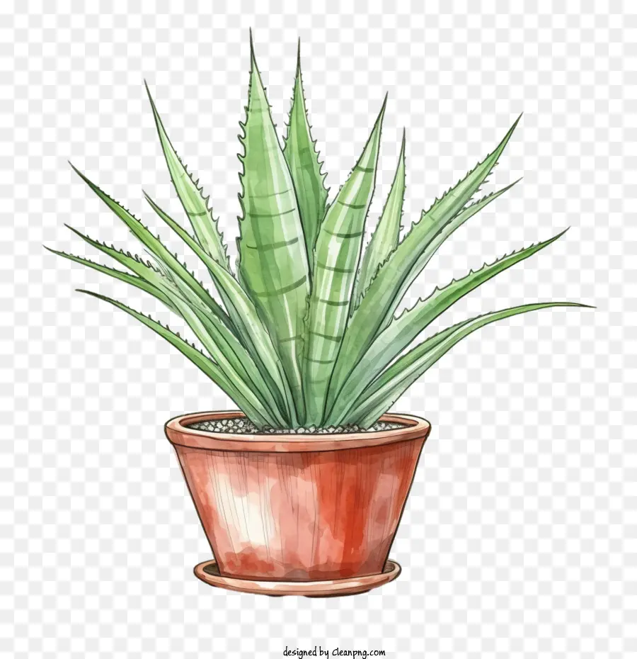 Aloe Vera，Suculenta PNG