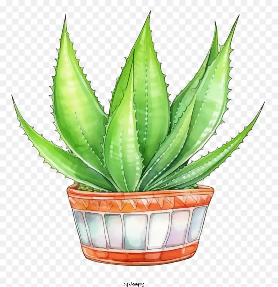 Aloe Vera，Suculenta Verde PNG