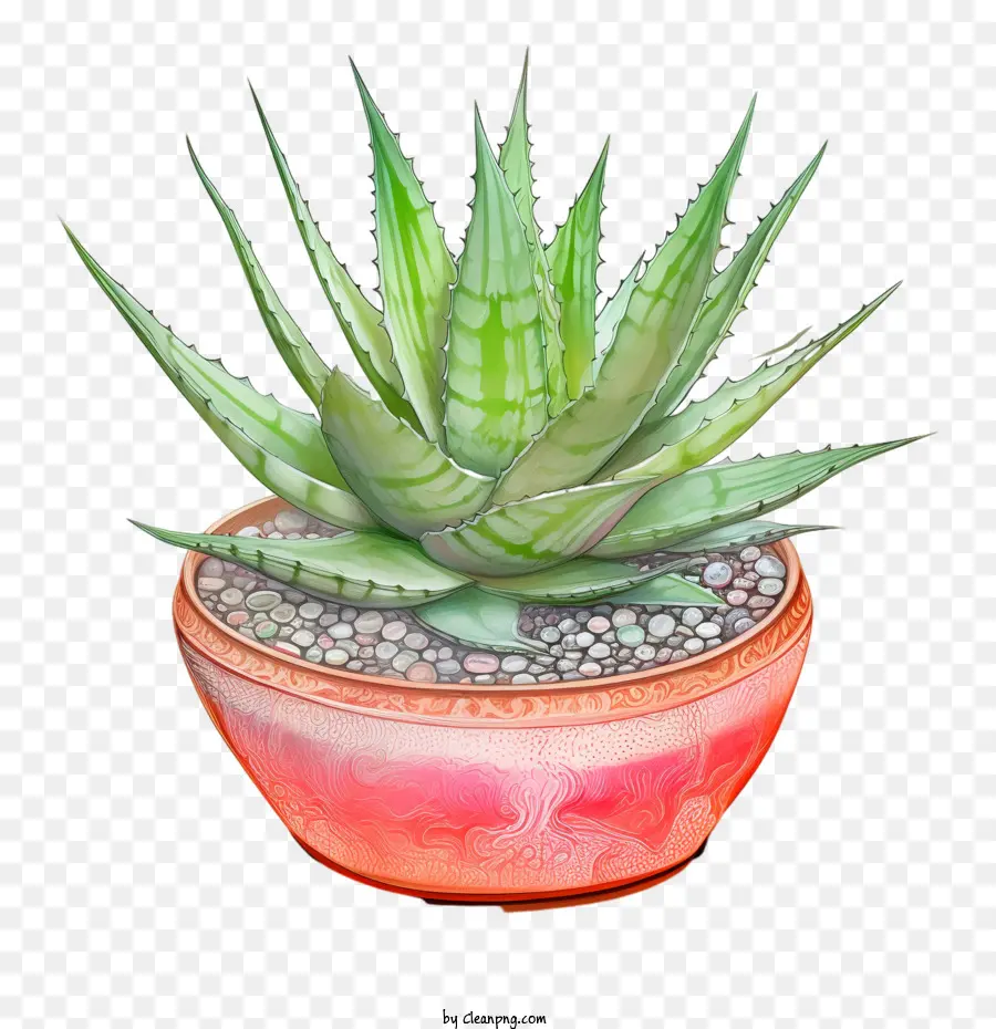 Aloe Vera，Aloe Vera Verde PNG