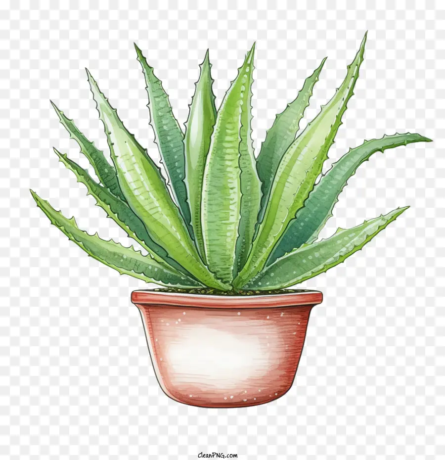 Aloe Vera，Aloe Vera Verde PNG