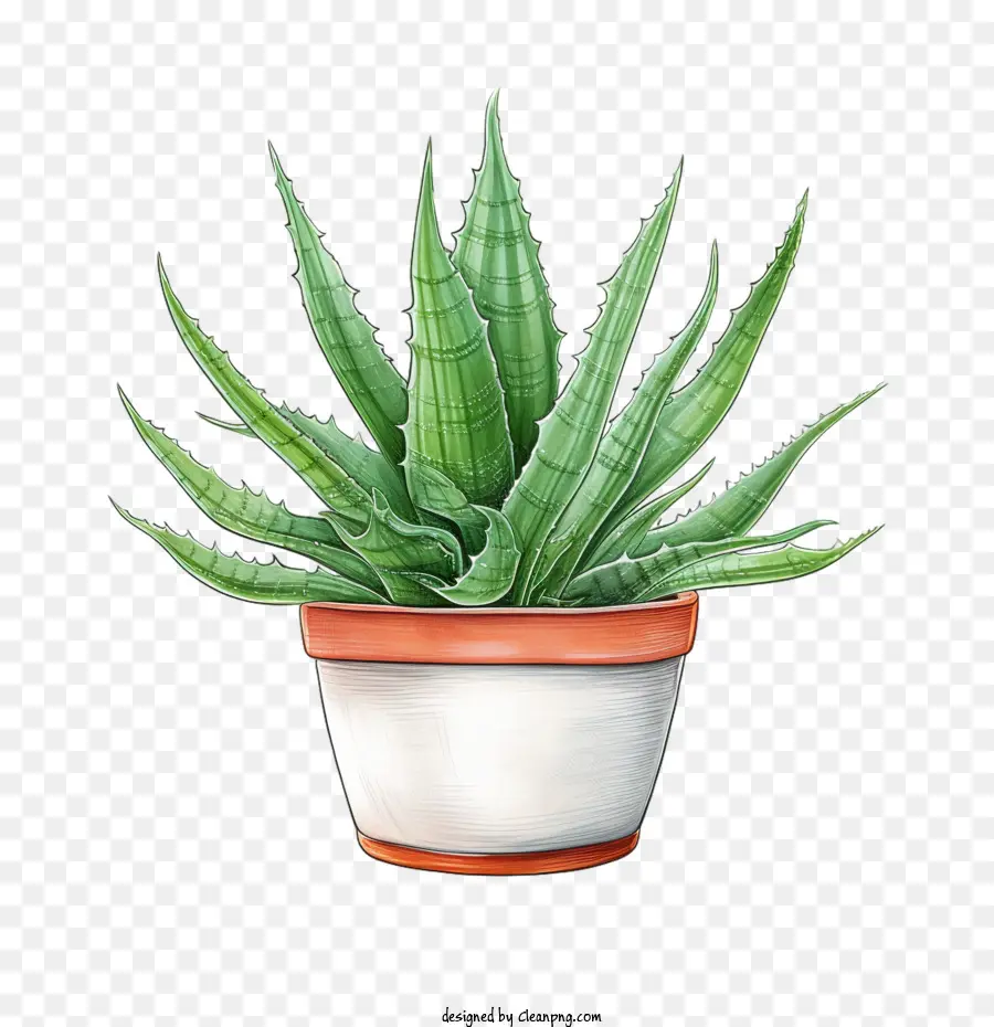 Aloe Vera，Aloe Vera Verde PNG