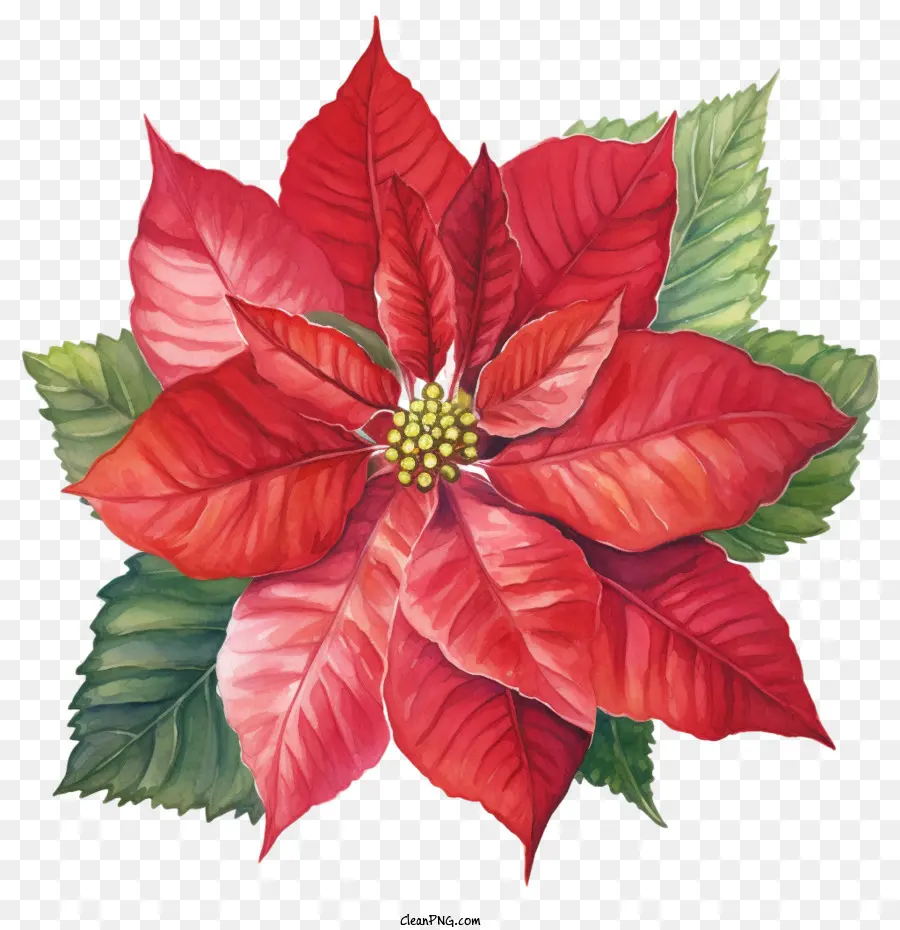 Poinsettia，Red Poinsettia PNG