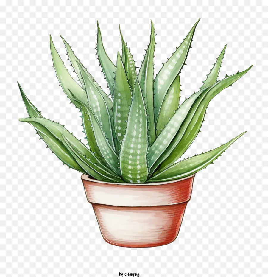 Aloe Vera，Aloe Vera Verde PNG