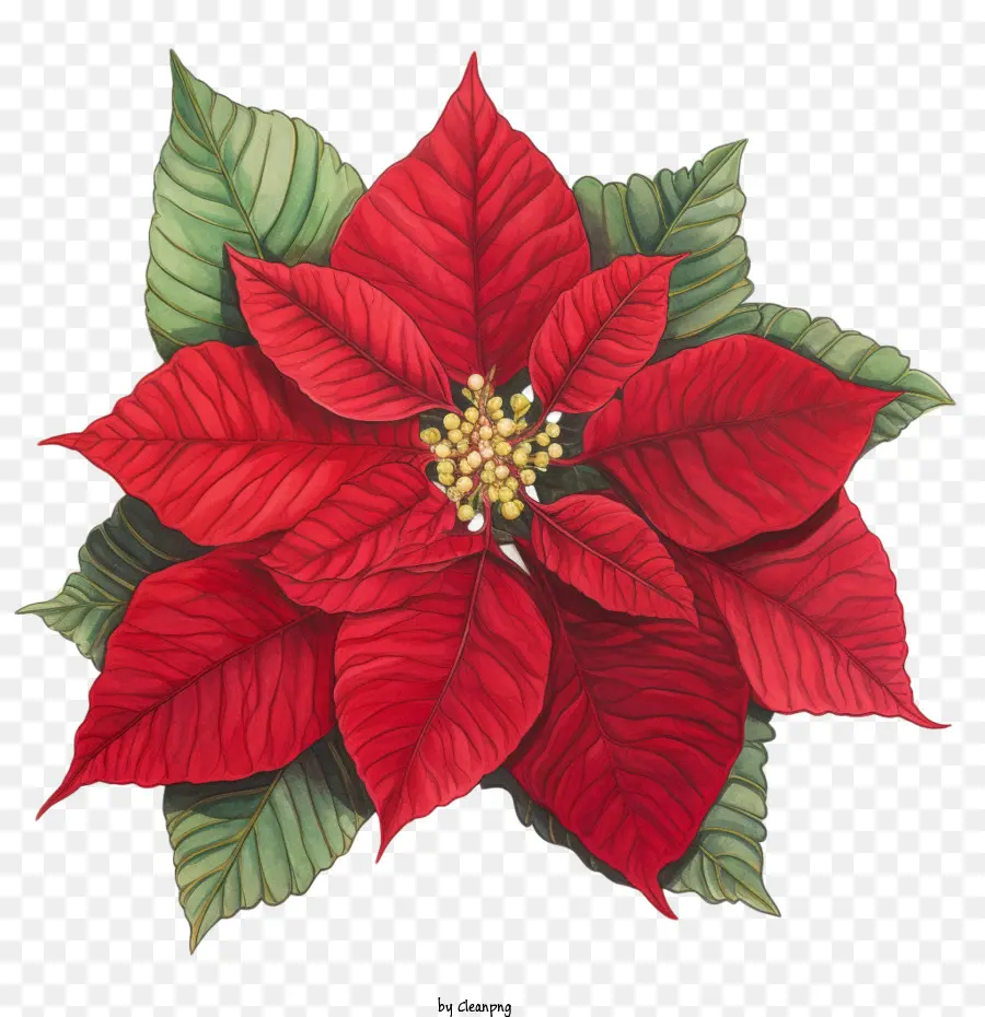 Poinsettia，Vermelho PNG