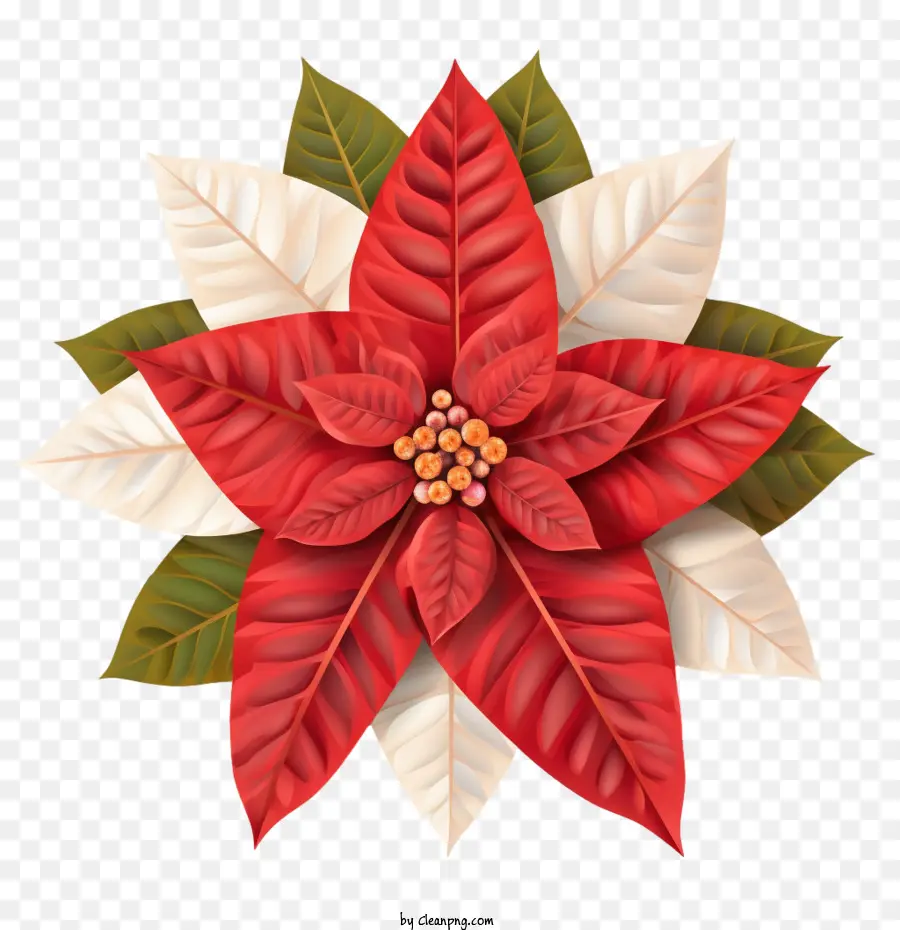 Poinsettia，Red Poinsettia PNG