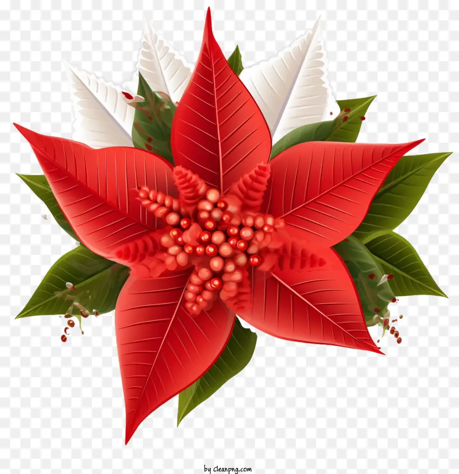 Poinsettia，Red Poinsettia PNG