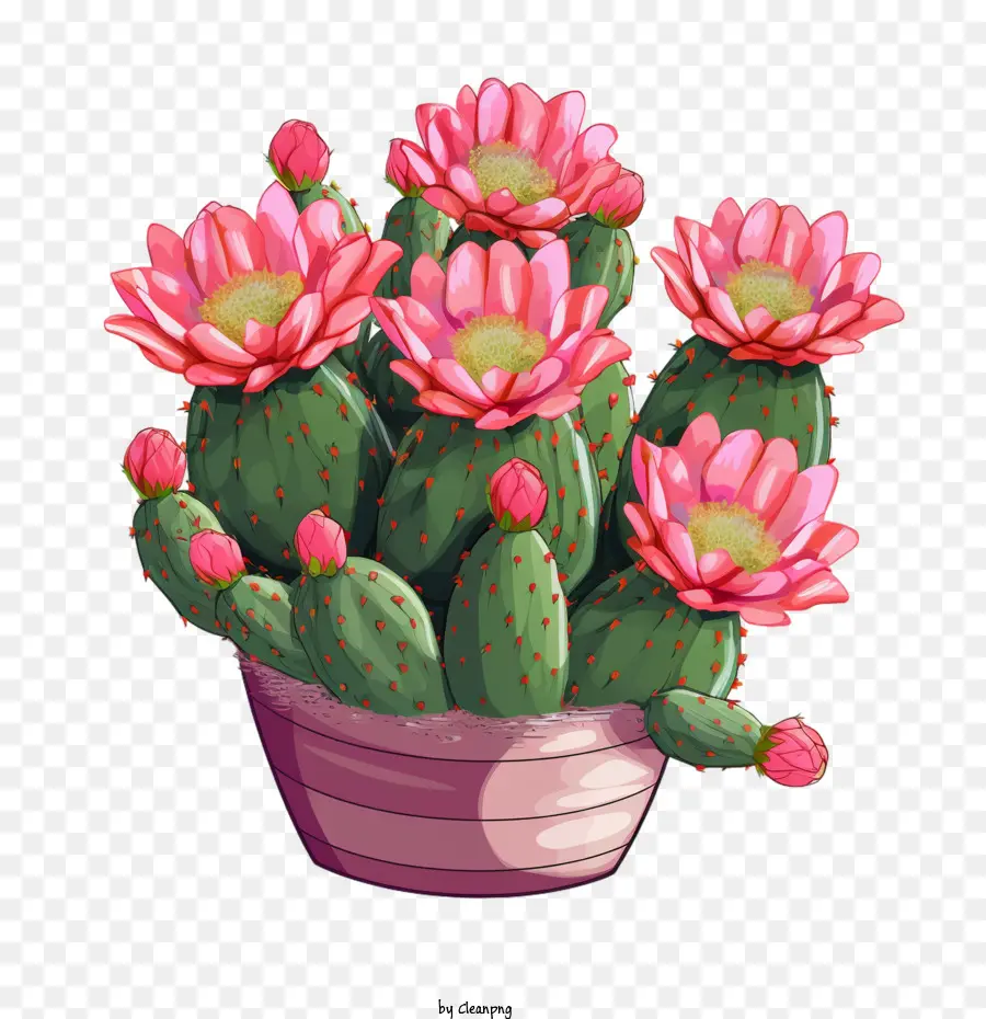 Suculenta，Cactus PNG