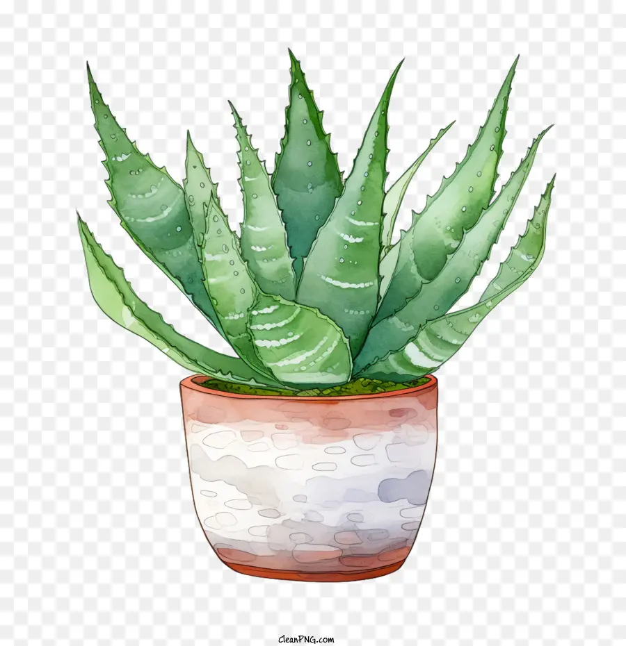 Aloe Vera，Planta PNG