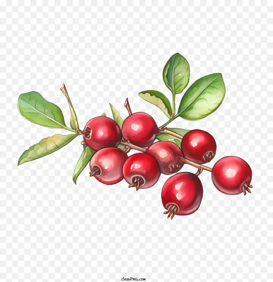 Cranberries，Bagas Vermelhas PNG