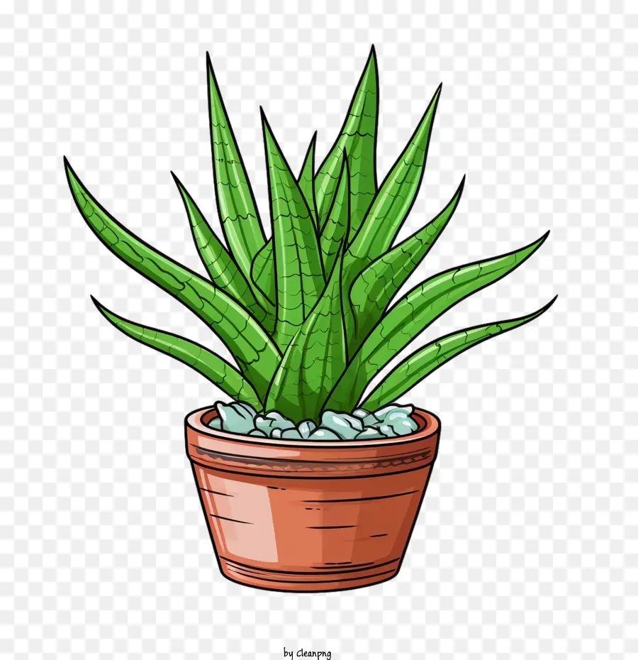 Aloe Vera，Planta Aloe Vera PNG