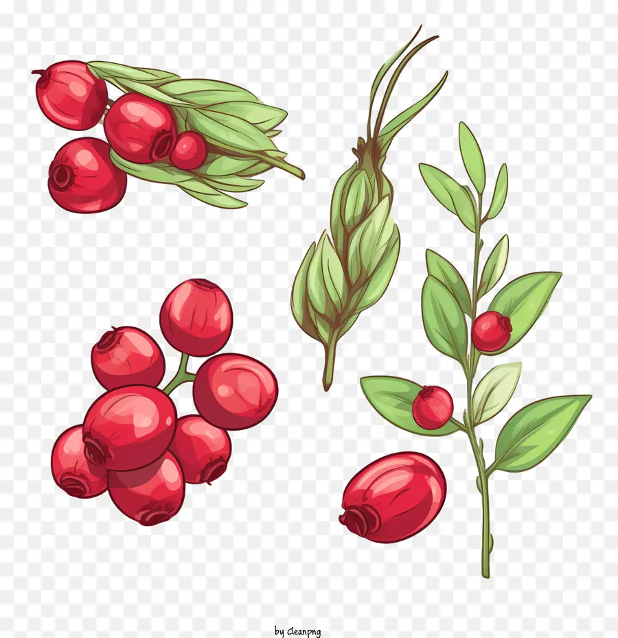 Cranberry，Acerola PNG