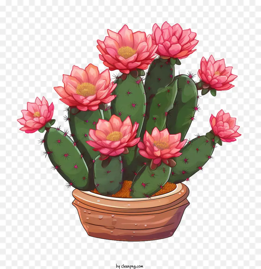 Suculenta，Cactus PNG