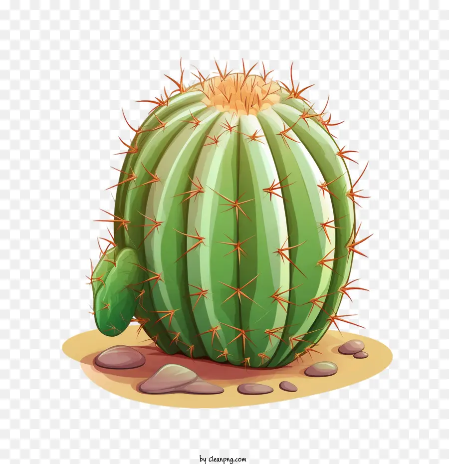 Suculenta，Cactus PNG